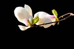玉兰花