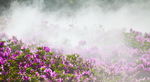 高山杜鹃花