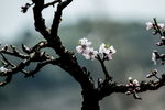桃花枝