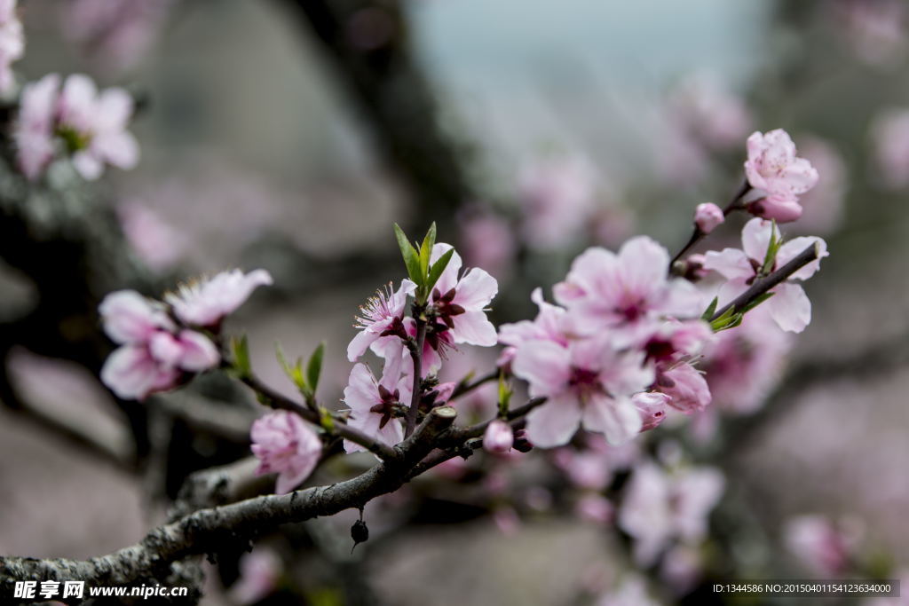 桃花