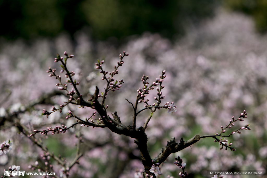 桃花枝