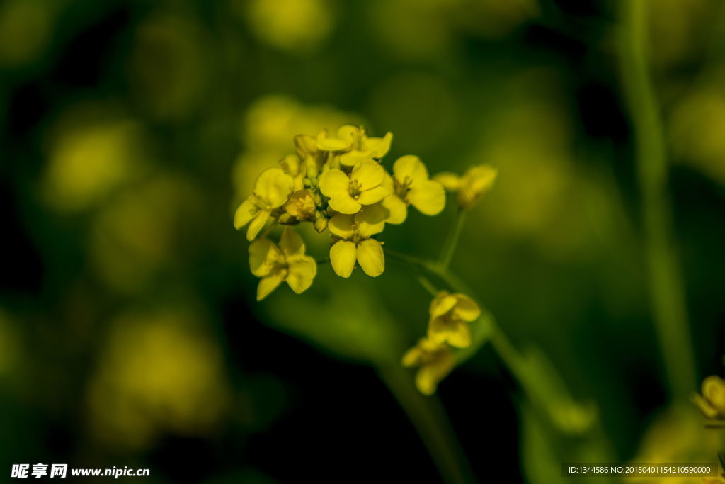 油菜花特写