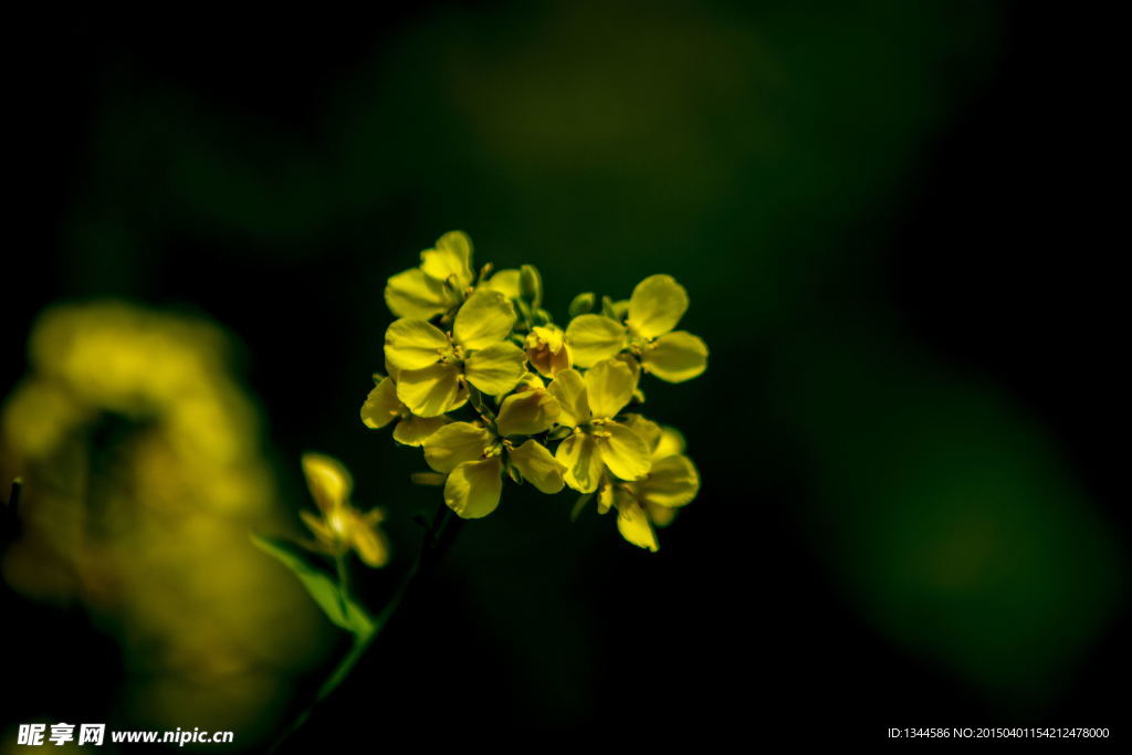 一朵油菜花