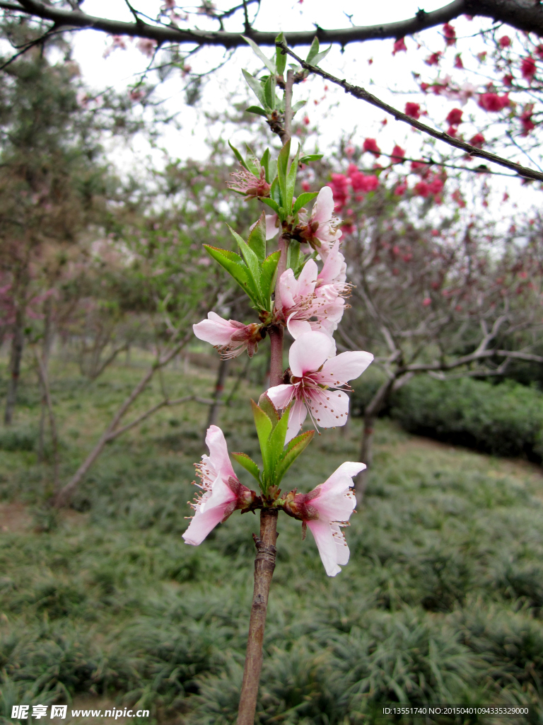 桃花