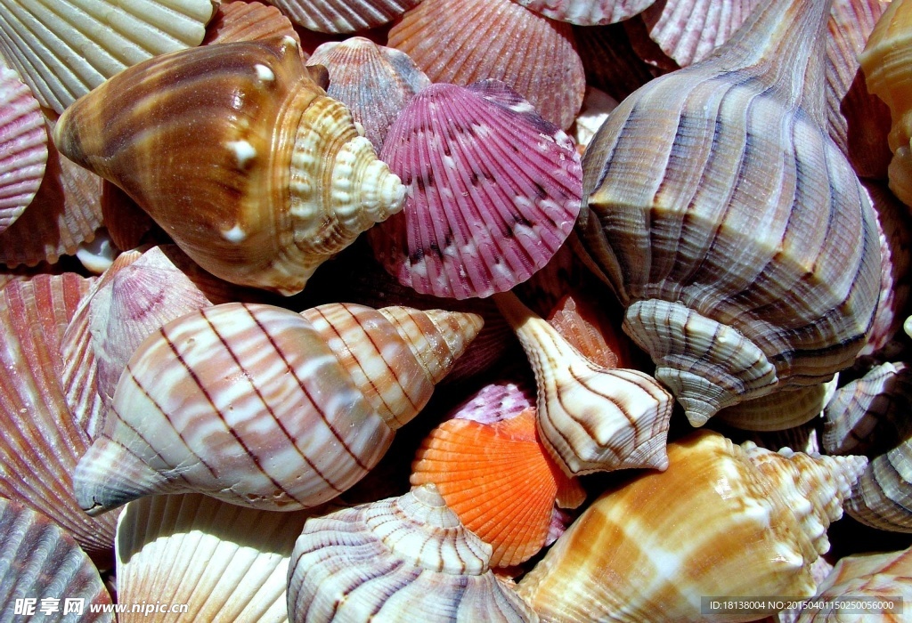 海螺
