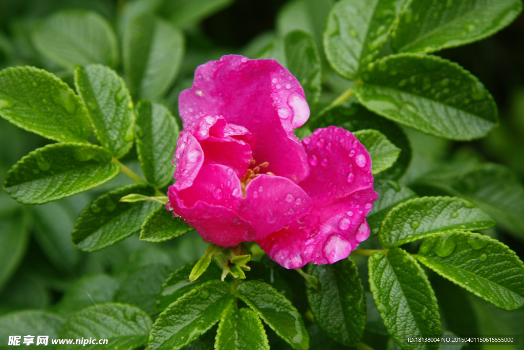 芍药花
