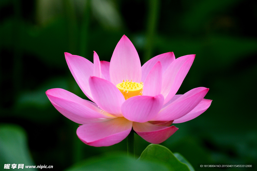 令箭荷花