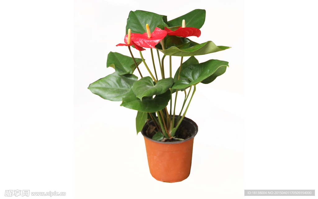 红掌花