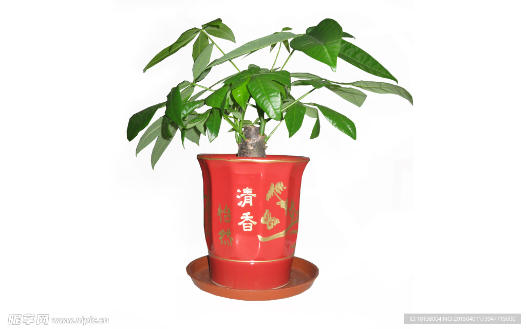 小发财树