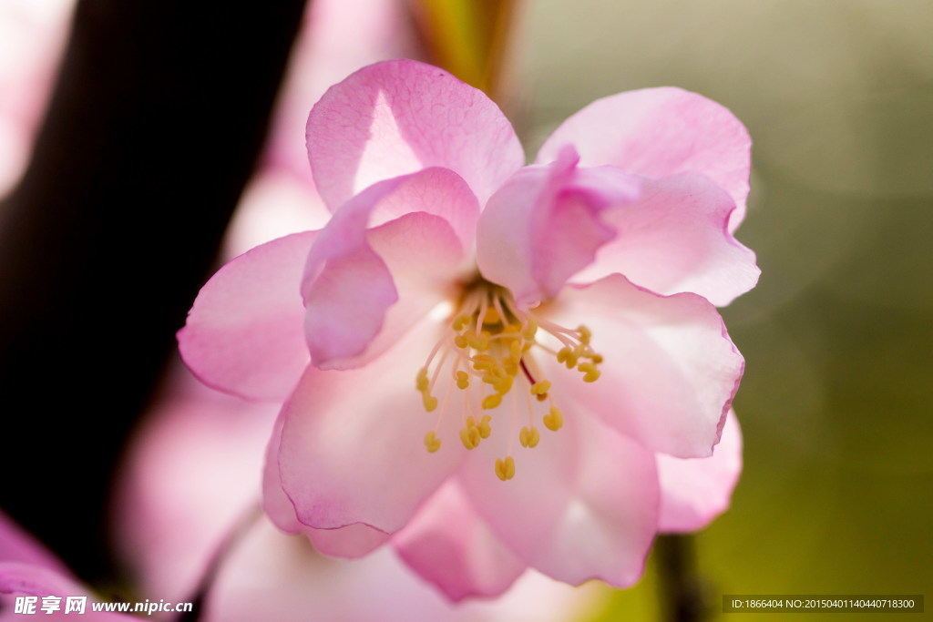 海棠花