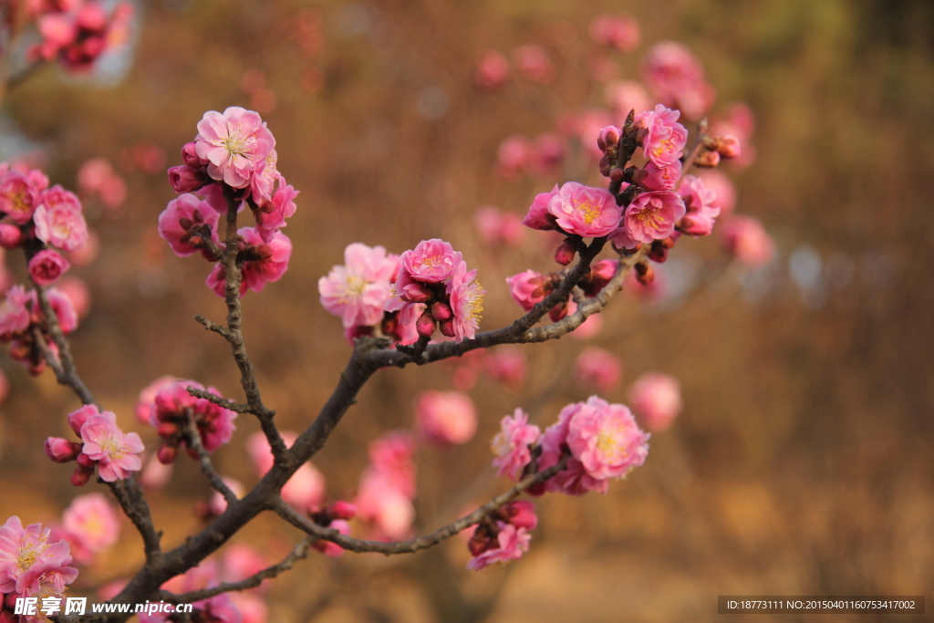 梅花