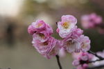 梅花