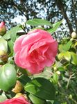 山茶花