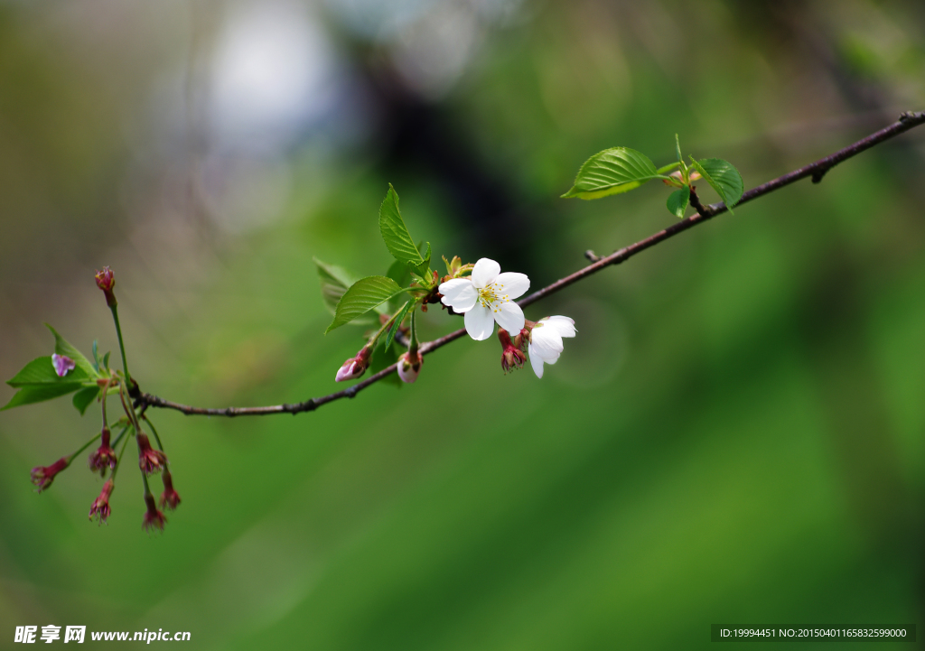 樱花