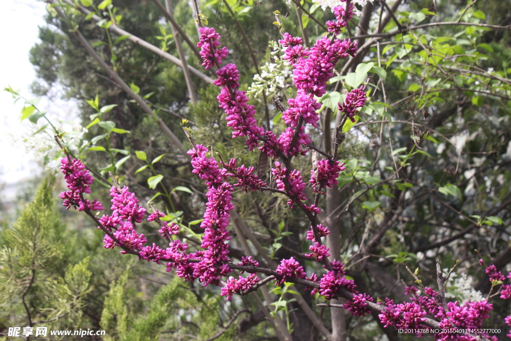 蔷荆花