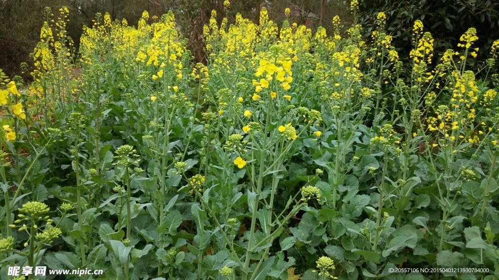油菜花