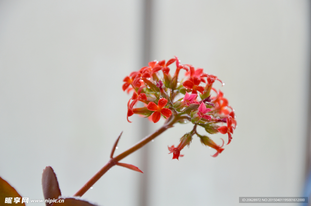 长寿花