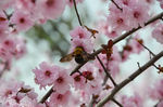 蜜蜂与花