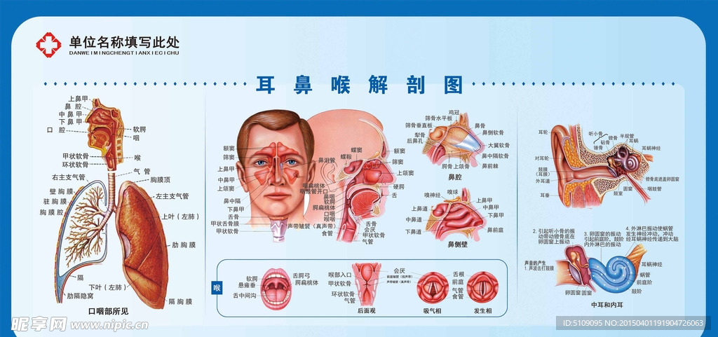 五官科解剖图