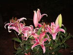 百合花
