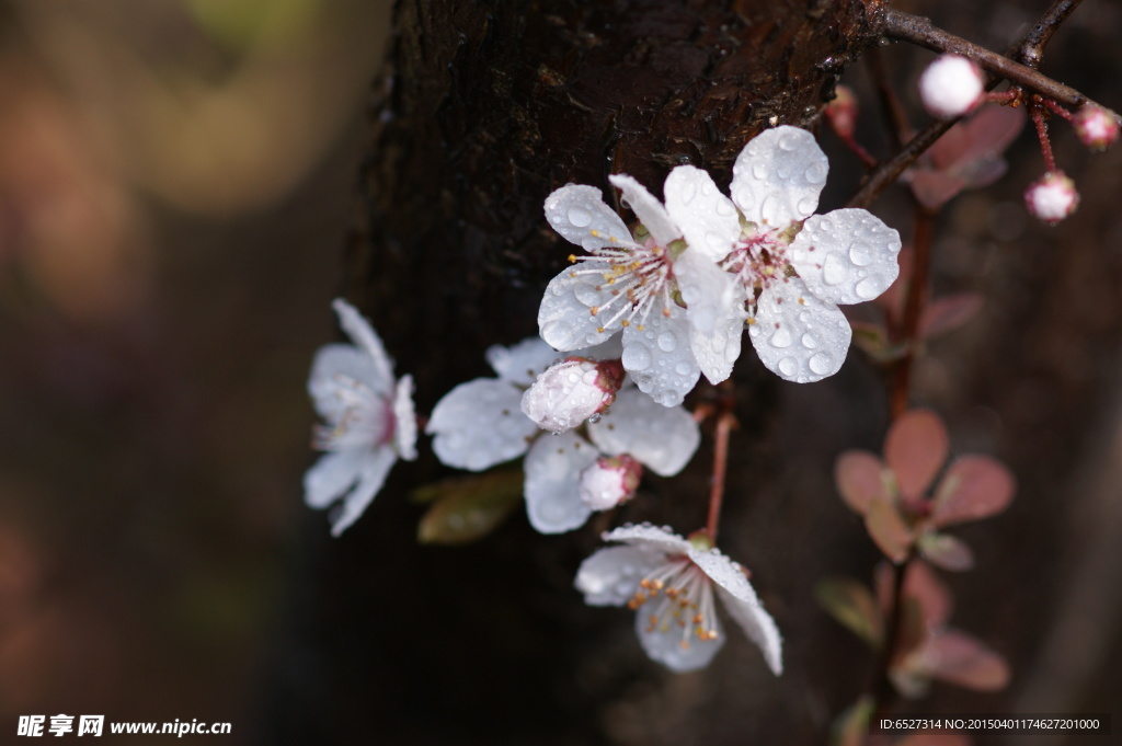 紫叶李高清摄影 白色的花