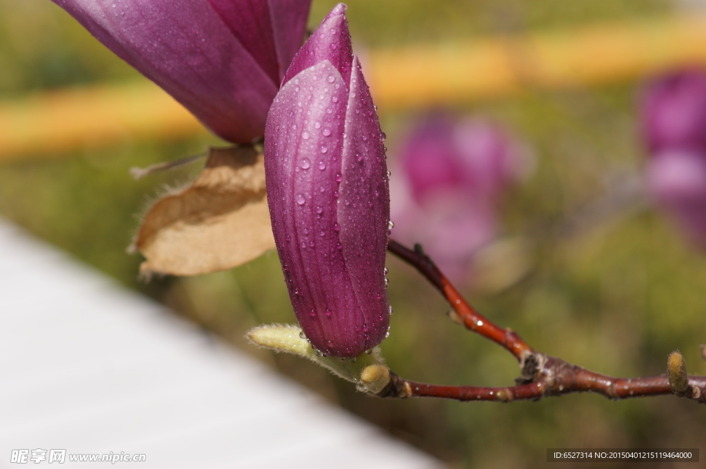紫玉兰花高清摄影