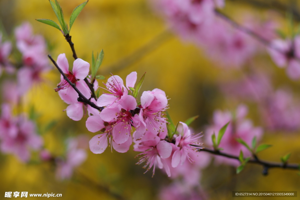 桃花高清摄影