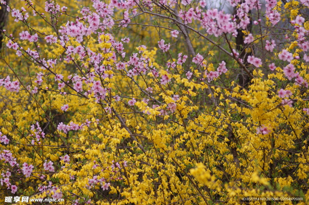 迎春花高清摄影