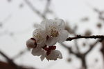 杏花