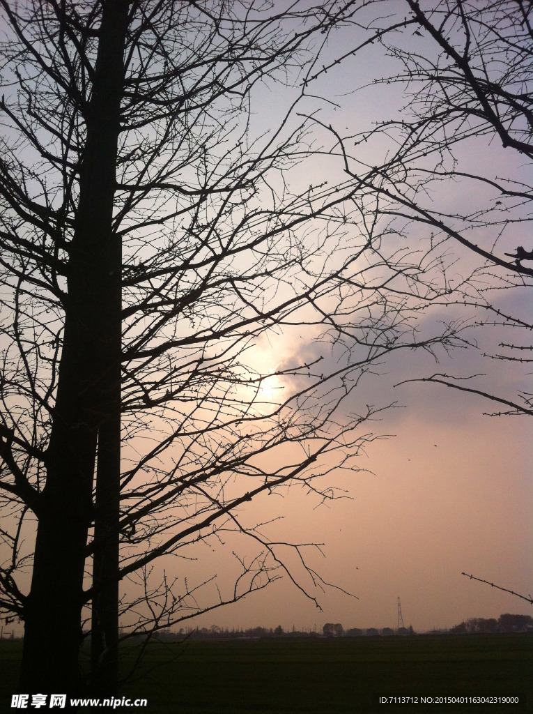 枯树背后的夕阳