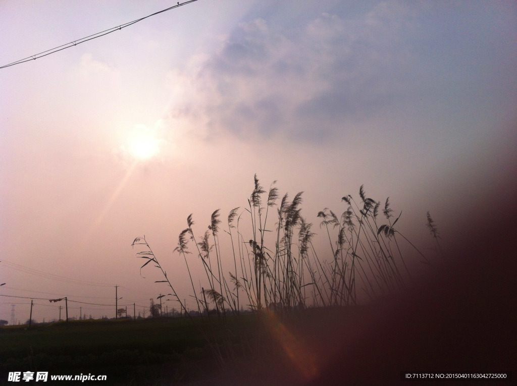 夕阳下的芦苇