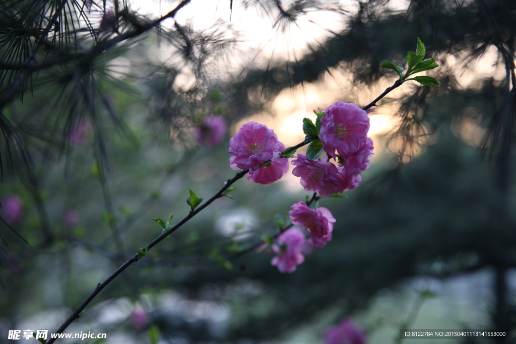春花一枝