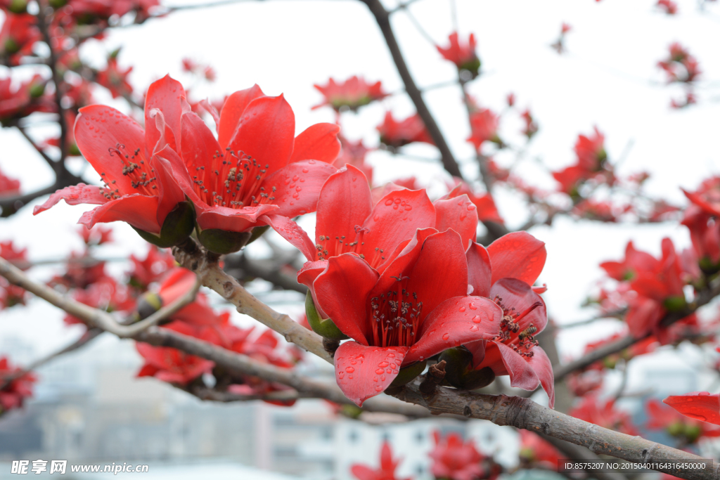 木棉花特写