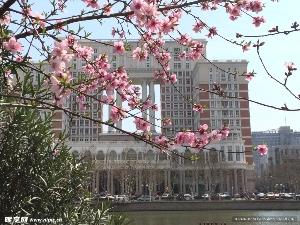 濠河桃花