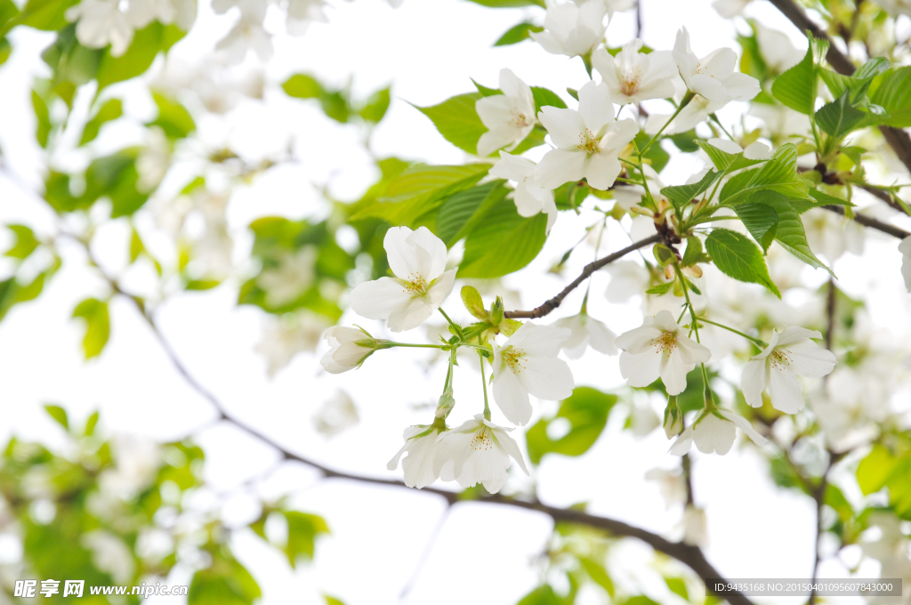 花卉
