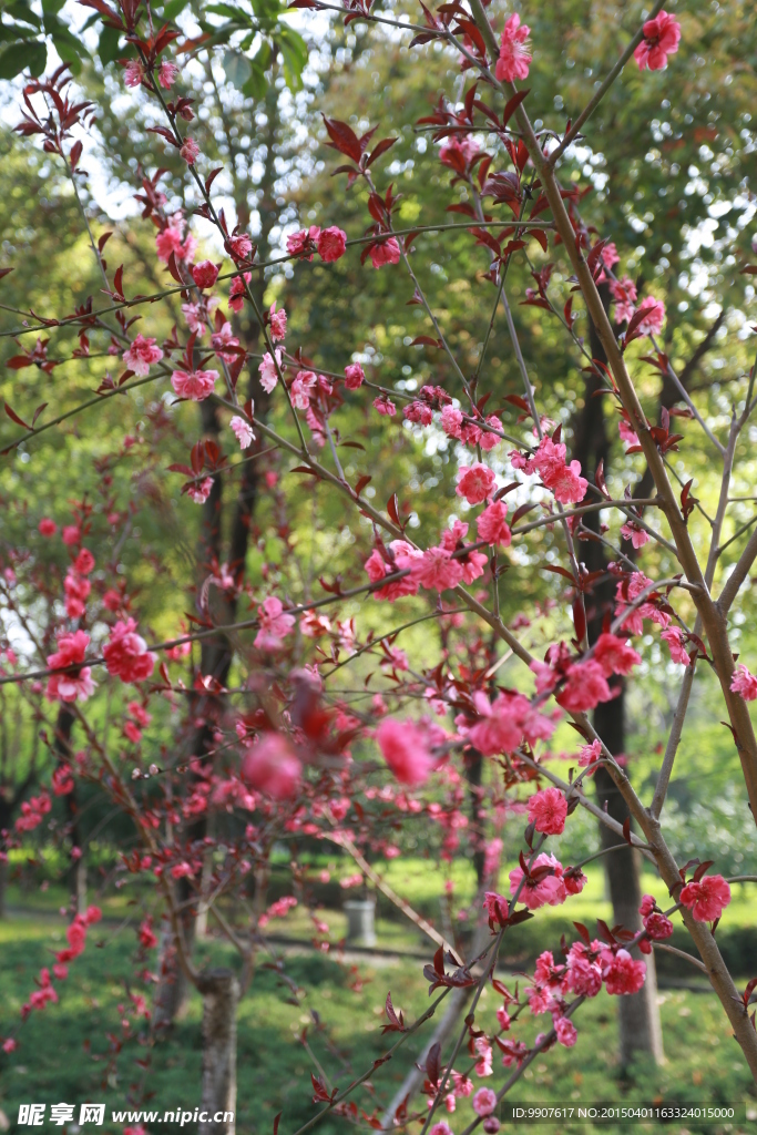 桃花朵朵开