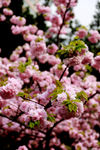 百花争艳