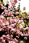 春暖花开