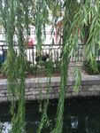 大明湖