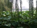 大明湖图片