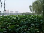 济南大明湖图片