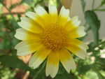 茼蒿菊