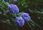 花卉
