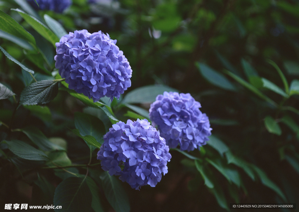 花卉