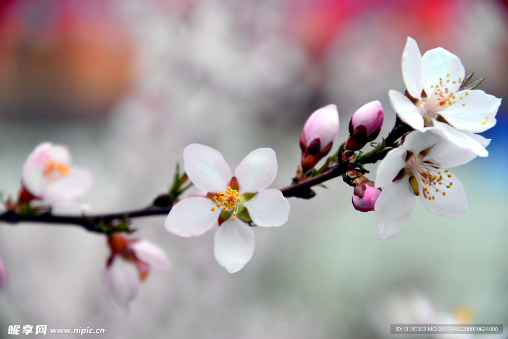 桃花