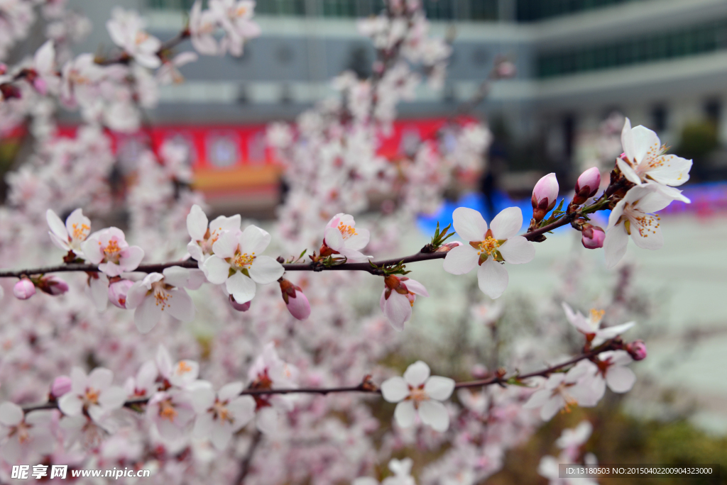 桃花