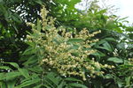 龙眼花怒放