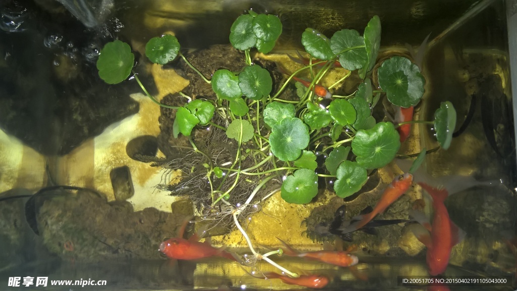 铜钱草