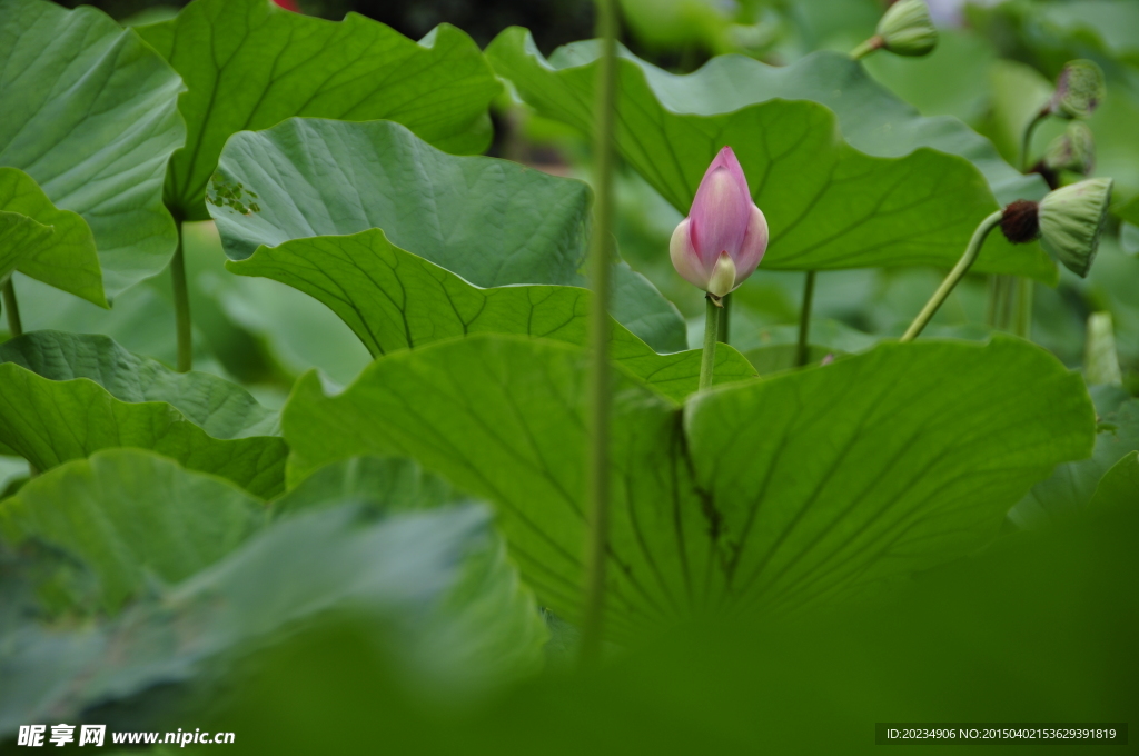 荷花
