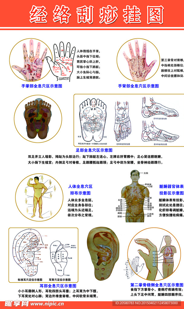 经络刮痧挂图